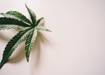 Three Different Ways to Consume Cannabis For Better Health