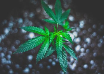 The New Meaning of Green Thumbs: 7 Things You Need to Know Before Growing Cannabis