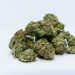 How Can Medical Marijuana Help With Lyme Disease?