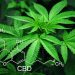 Best Low Odor Cannabis Strains to Grow at Home