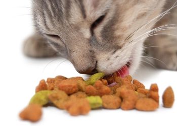 Reasons to Give Cat Treats to Your Feline Friend