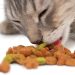 Reasons to Give Cat Treats to Your Feline Friend