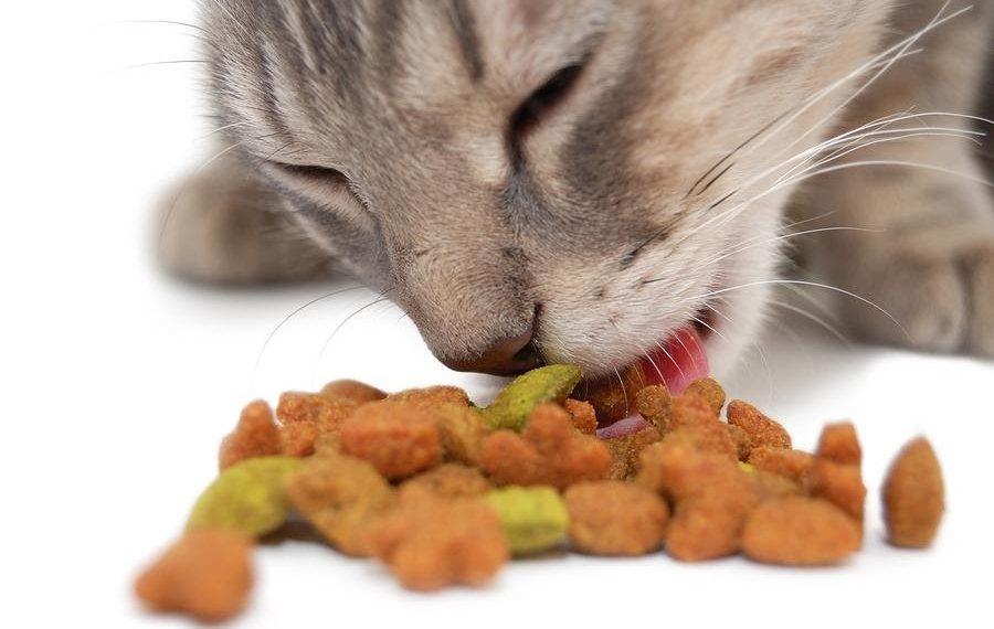 Reasons to Give Cat Treats to Your Feline Friend