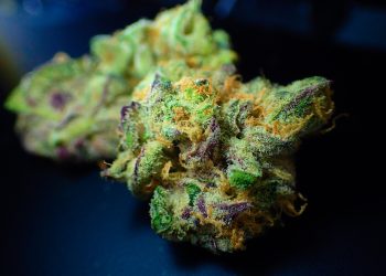 Is Delta 9 Good For People Suffering From Narcolepsy?