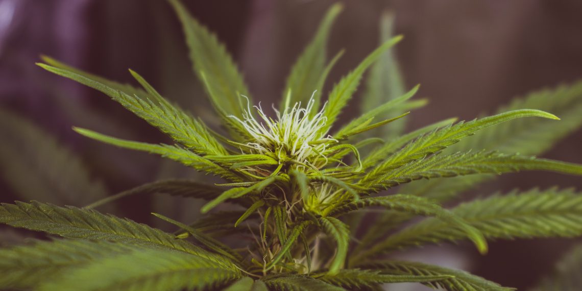 The Unexpected Benefits of Growing Marijuana at Home