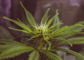 The Unexpected Benefits of Growing Marijuana at Home
