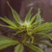 The Unexpected Benefits of Growing Marijuana at Home