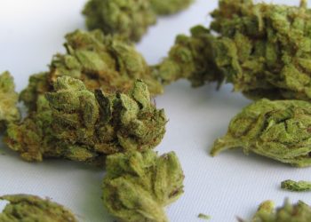 Different Types of Marijuana Strains and Their Uses: