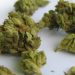 Different Types of Marijuana Strains and Their Uses:
