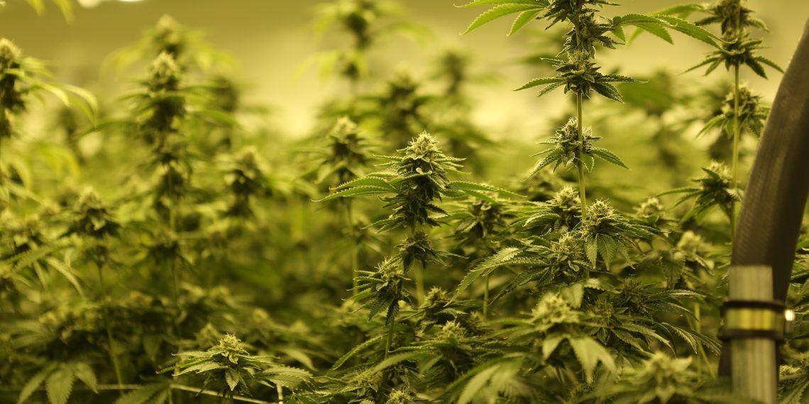 What is Auto-flowering?