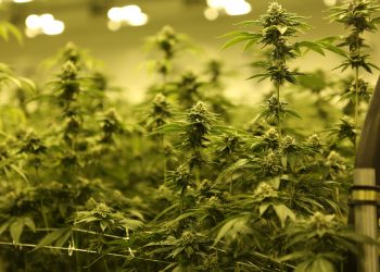 What is Auto-flowering?