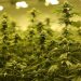 What is Auto-flowering?