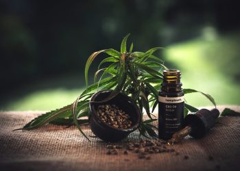 THC vs. CBD: What is the Difference and Which One is Right for You?