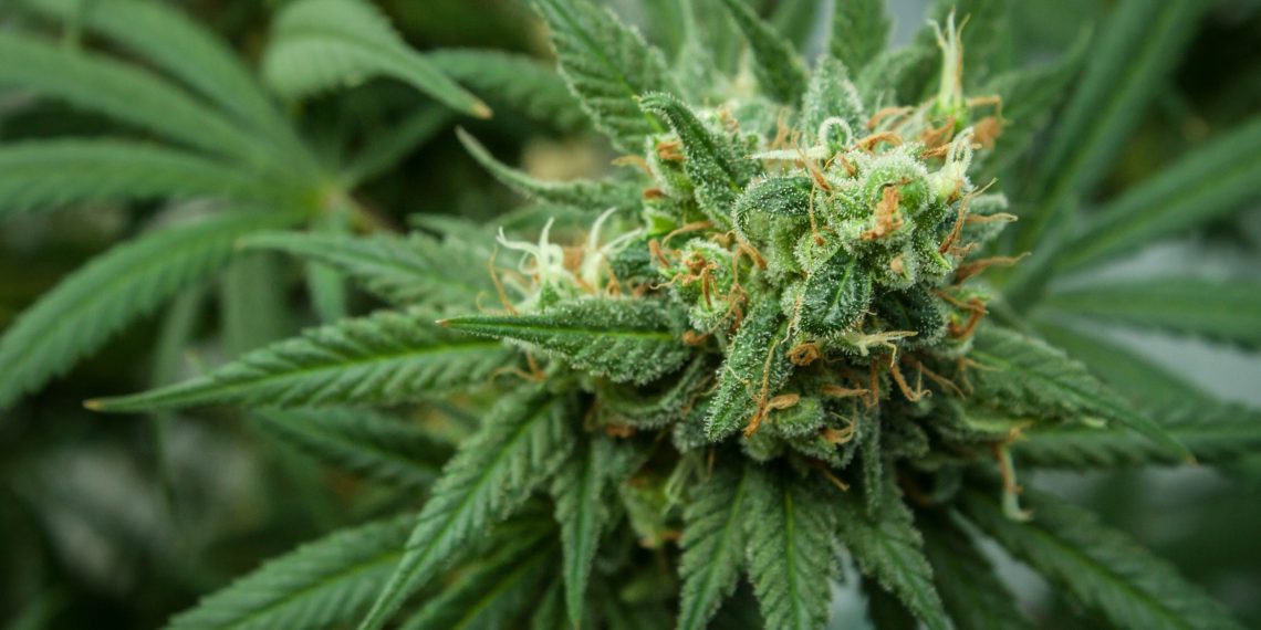 Wonder Woman Strain Review