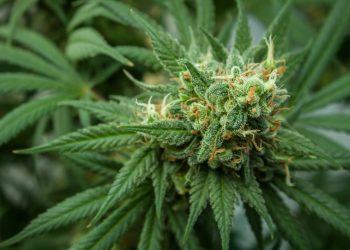 Wonder Woman Strain Review