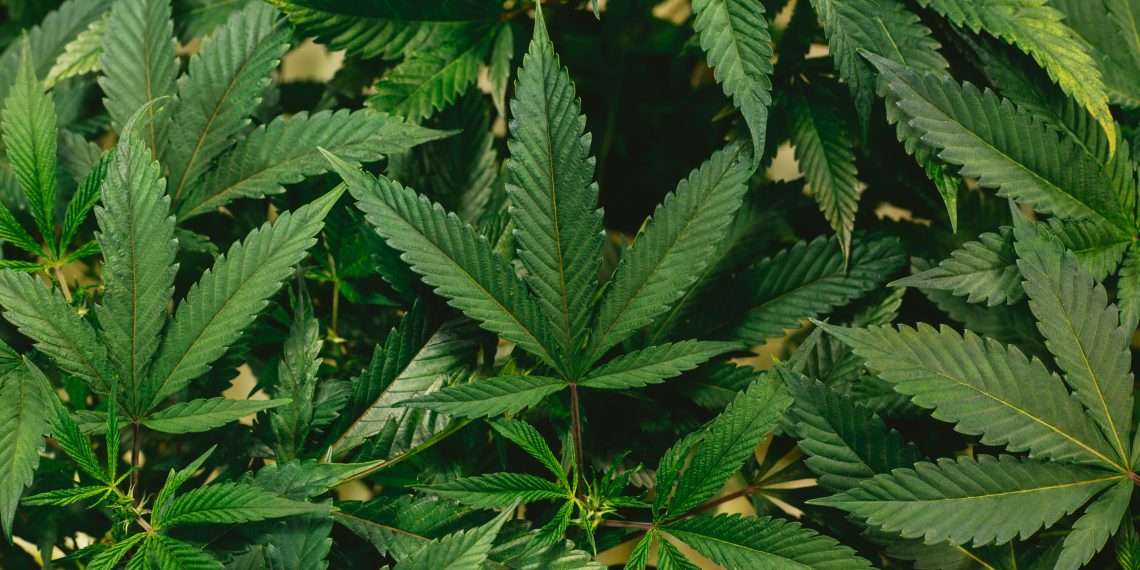 How Legalization of Marijuana Works In Canada?