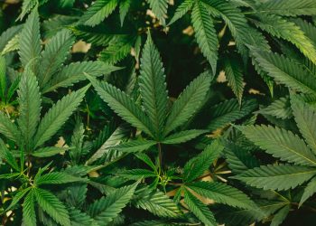 How Legalization of Marijuana Works In Canada?