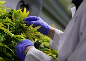 Marijuana For Chronic Pain: 8 Things To Know