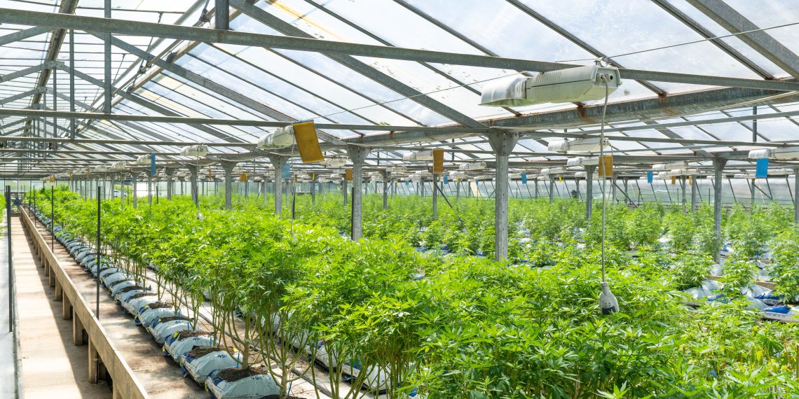 Does CBD Cross the Blood-brain Barrier?