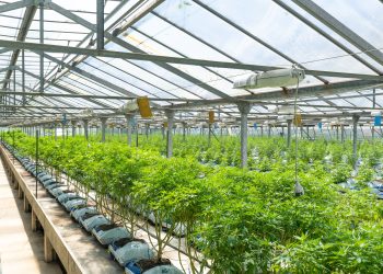 Does CBD Cross the Blood-brain Barrier?