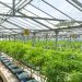Does CBD Cross the Blood-brain Barrier?