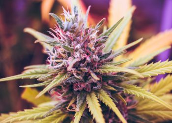 Powdery Mildew Vs Trichomes | Moldy Weed | Everything You Need To Know