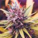 Powdery Mildew Vs Trichomes | Moldy Weed | Everything You Need To Know
