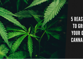 5 Reasons to Grow Your Own Cannabis (If You’re Not Doing It Already)