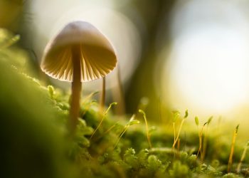 Best Magic Mushrooms Buying Advice For A First-Timer