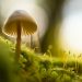 Best Magic Mushrooms Buying Advice For A First-Timer