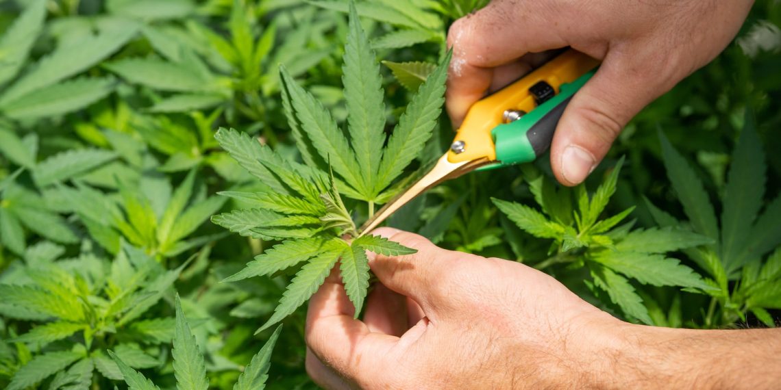 5 Benefits of Taking CBD Health Supplements