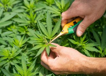 5 Benefits of Taking CBD Health Supplements