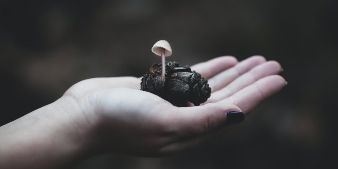 Penis Envy: The World’s Trippiest Mushroom