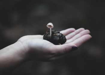 Penis Envy: The World’s Trippiest Mushroom