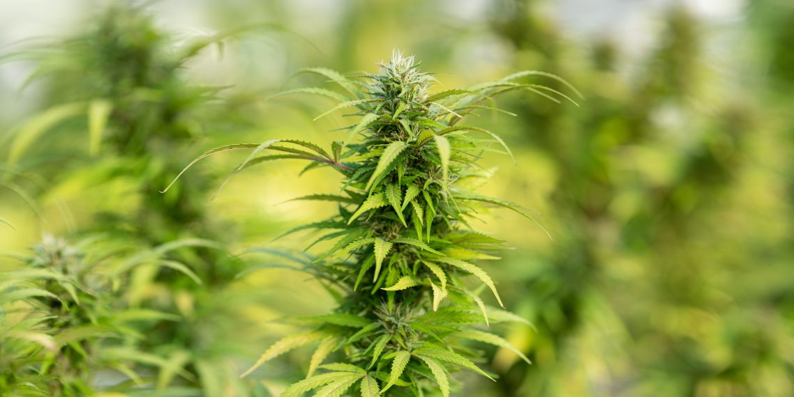 How to Tell If Weed Is Laced?