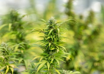 How to Tell If Weed Is Laced?