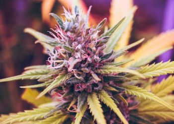 The Celebs Who Called Time On Marijuana Usage, And Why…