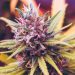 The Celebs Who Called Time On Marijuana Usage, And Why…