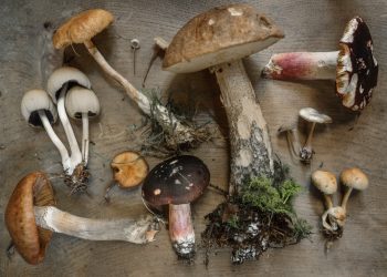 Ready to Try These Potent Magic Mushrooms? Check Them Out