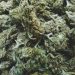 Delta-8 Indica Flower: The Hottest Hemp Product of 2022