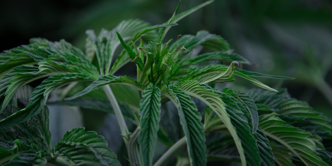 Hemp Production 101: What Does a Large-Scale Hemp Producer Do?