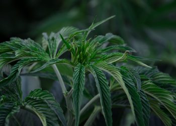 Hemp Production 101: What Does a Large-Scale Hemp Producer Do?