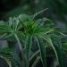 Hemp Production 101: What Does a Large-Scale Hemp Producer Do?