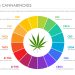 3 Lesser-Known Cannabinoids Worth Trying Out