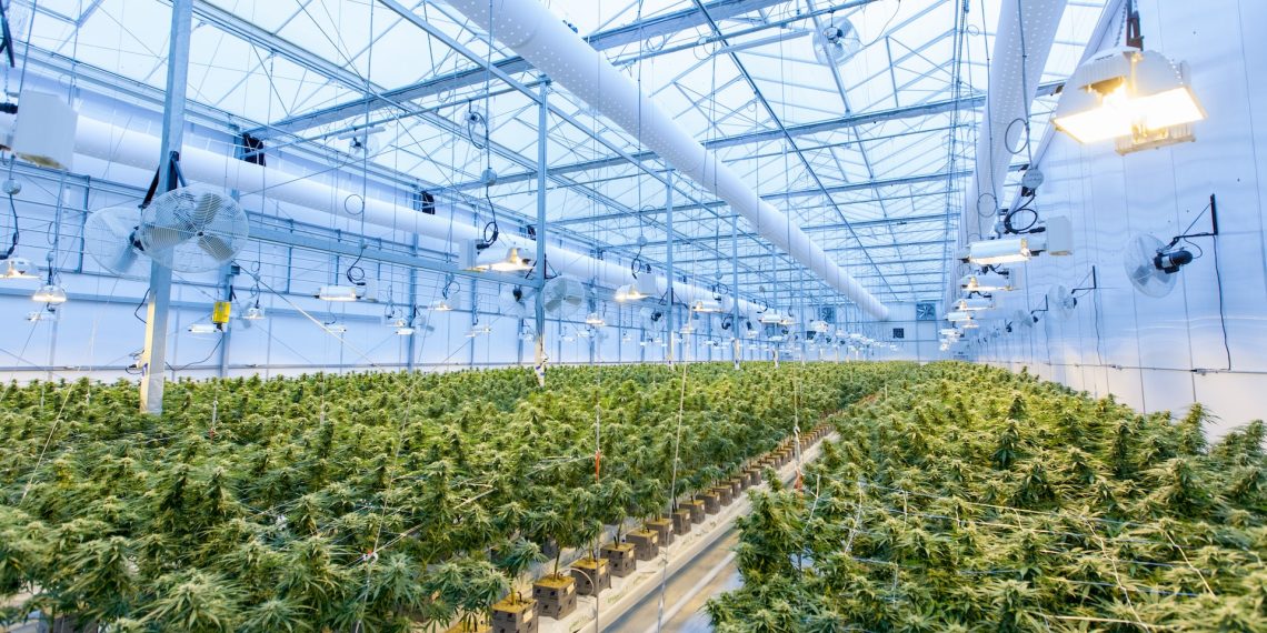 Actionable Tips To Stretch Your Cannabis Supplies