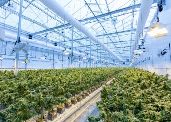 Actionable Tips To Stretch Your Cannabis Supplies