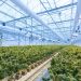 Actionable Tips To Stretch Your Cannabis Supplies