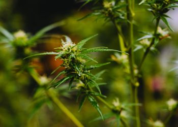 5 Things You Need To Know Cannabis Terpenes