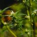 5 Things You Need To Know Cannabis Terpenes