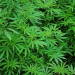 6 Things to Know Before You Buy and Try CBD Products